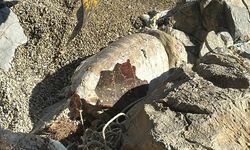 Bodrum’da Caretta Caretta Ölü Olarak Kıyıya Çıktı