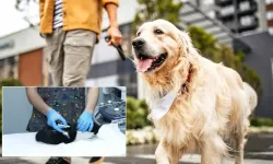 Evcil Hayvan Sahipleri Dikkat: Çip İçin Son Gün 31 Aralık