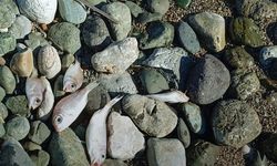 Datça’da Sahile Vuran Ölü Balıklar Dikkat Çekti