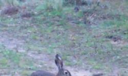 Edirne’de Yaban Tavşanları Fotopakana Yansıdı