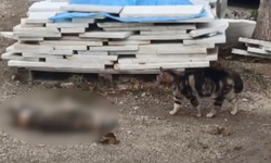 Otomobil Kediye Çarptı; Bir Başka Kedi Yanından Ayrılmadı