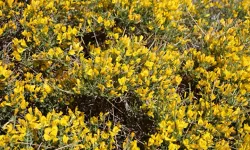 Toroslar’da Keşfedilen Yeni Bitkinin Adı Ermenek Borcağı