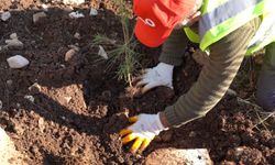 Gabar Dağı'nda Doğa İçin Fidan Dikim Etkinliği Yapıldı