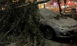 Acil Servis Önündeki Ağacın Yarısı Koparak Devrildi