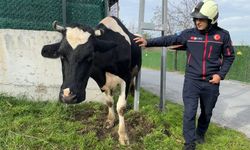İstanbul Avcılar’da Sıkışan İnek İtfaiye Tarafından Çıkarıldı