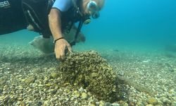 İstilacı Midye ve İstiridyeler Deniz Kestanelerinin Yerini İşgal Etti