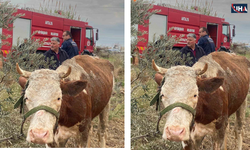 Antalya'da Serik’te Su Kanalına Düşen İnek Kurtarıldı
