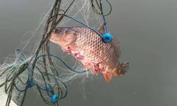 Kaçak Ağa Takılan 105 Sazan Sağ Salim Kurtarıldı