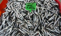 Karadeniz’de Av Baskısı Arttı, Hamsi Gürcistan’a Göç Etti