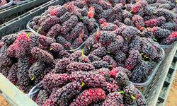 Karadut, Bu Sezon Fiyatıyla Yüzleri Güldürdü