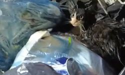 Konteynerde Ağzı Bağlı Poşete Konan Kedi Son Anda Kurtarıldı