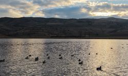 Kuruyan Göl Yağışlarla Yeniden Hayat Buldu, Kuşlar Döndü