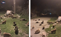 Kedi ve Tilkilerin Yan Yana Beslendiği Anlar Görüntülendi