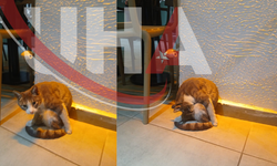 Ankara Mithatpaşa’da Boutica Cafe’nin Patili Günübirlik Misafirleri İlgi Odağı Oldu