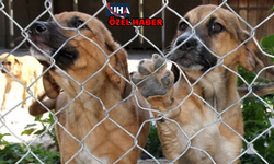 Ankara Çankaya Belediyesine Ait Barınakta Skandal İddiası: Köpekler Şantajla Mı Veriliyor