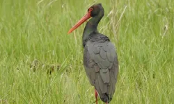 Karabük’te Ender Rastlanan Kara Leylek Görüldü