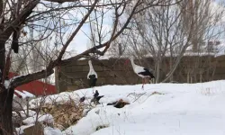 Hakkari Yüksekova’daki Göç Etmeyen Leyleklerin Sayısı Artıyor