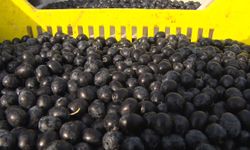 Mehmetçiğin Kumanya Zeytini Özel Seçilip Laboratuvarda İnceleniyor