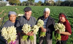 Nergisler Erken Açtı, Boğumu 300 TL’den Satılıyor