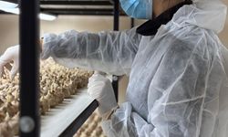 Mesleğini Bıraktı Safran Üretimine Başladı, Gramı 700 TL