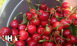 Avrupa Yolcusu Çeribaşı Kirazı Coğrafi İşaretini Aldı