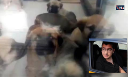 Doktorun Köpekleri Öldürme Cezasının Gerekçesi Açıklandı