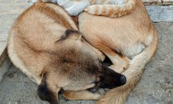 Nazilli’de Kedi Ve Köpek Dostluğu Görenleri Gülümsetiyor