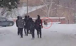 Kurt Köpeği Okul Bahçesinde Öğrencilere Saldırdı 3 Kişi Yaralandı