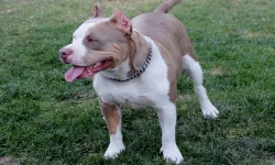 2 Kardeşe Saldıran Köpeğe Karşı Daha Önce 12 Şikayet Yapılmış