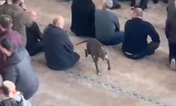 Pitbull’un Camiye Girmesi Üzerine Sahibi Hakkında İşlem Başlatıldı