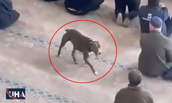 Pitbull’un Camiye Girmesi Üzerine Sahibi Hakkında İşlem Başlatıldı