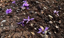 Siirt’te Safran Üretiminde İlk Adım