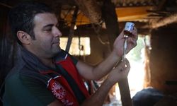 Muğla'da şap hastalığı nedeniyle 11 mahalle karantinaya alındı