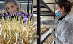 Mesleğini Bıraktı Safran Üretimine Başladı, Gramı 700 TL