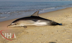 Kuşadası Sahilinde Ölü Yunus Kıyıya Vurdu