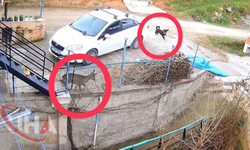 Ordu’da Sokak Köpeklerinin Saldırısına Uğrayan Karaca Öldü