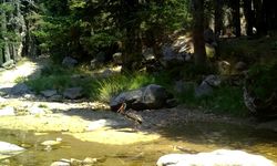 Türkiye’de Nadir Görülen Karaleylek Doğa Kamerasında Görüntülendi