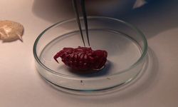 Türkiye Kıyılarında İlk Kez Hint-Pasifik Yengeci Görüldü