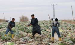Niğde, Türkiye’nin Beyaz Lahana Üretiminin Yüzde 20’sini Karşılıyor