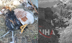 Kümese Giren 6 Sokak Köpeği 30 Tavuğu Telef Etti