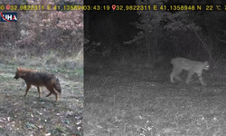 Vaşak ile Kurtun Ormandaki Görüntüsü Fotokapana Takıldı