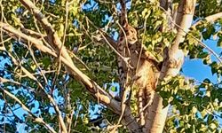 Prof. Dr. Sözen: Görüntüdeki Hayvan Anadolu Parsı Değil, Vaşak