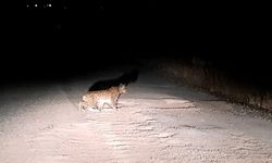 Elazığ Karakoçan’da 1’i Yetişkin 3 Vaşak Görüntülendi