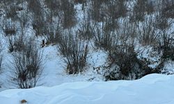 Yüksek Kesimlerdeki Kar Yağışı Fındık Üretimine Katkı Sağladı