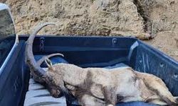 Yaban Keçisi Avına Ağır Ceza: 953 Bin TL