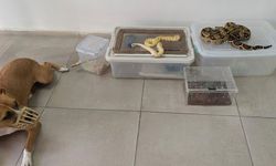 Burdur’da Evde Yılan, Örümcek ve Kertenkele Bulundu