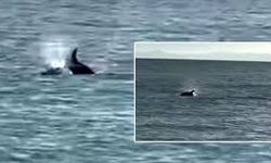 Kıyıya Yaklaşan Yunus Saros’ta Görüntülendi