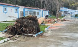 Zonguldak’ta 90 Yıllık Çınar Şiddetli Rüzgarda Devrildi