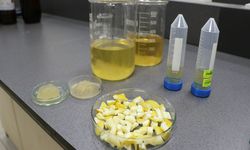 Ağaç Kavunu Kabuğundan “Süper Emici Hidrojel” Geliştirildi