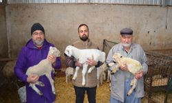 Dededen Toruna Üç Kuşaktır Koyun Yetiştiriyorlar